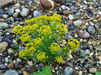 Dimanche 26 mai : une nouvelle r�serve naturelle accueille les visiteurs au bord du Rh�ne 