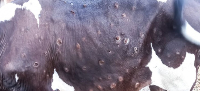 Dermatose nodulaire contagieuse - exemple