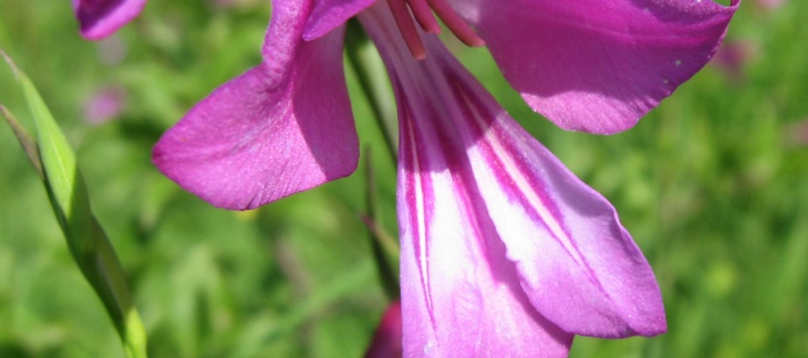 Gladiolus Palustris