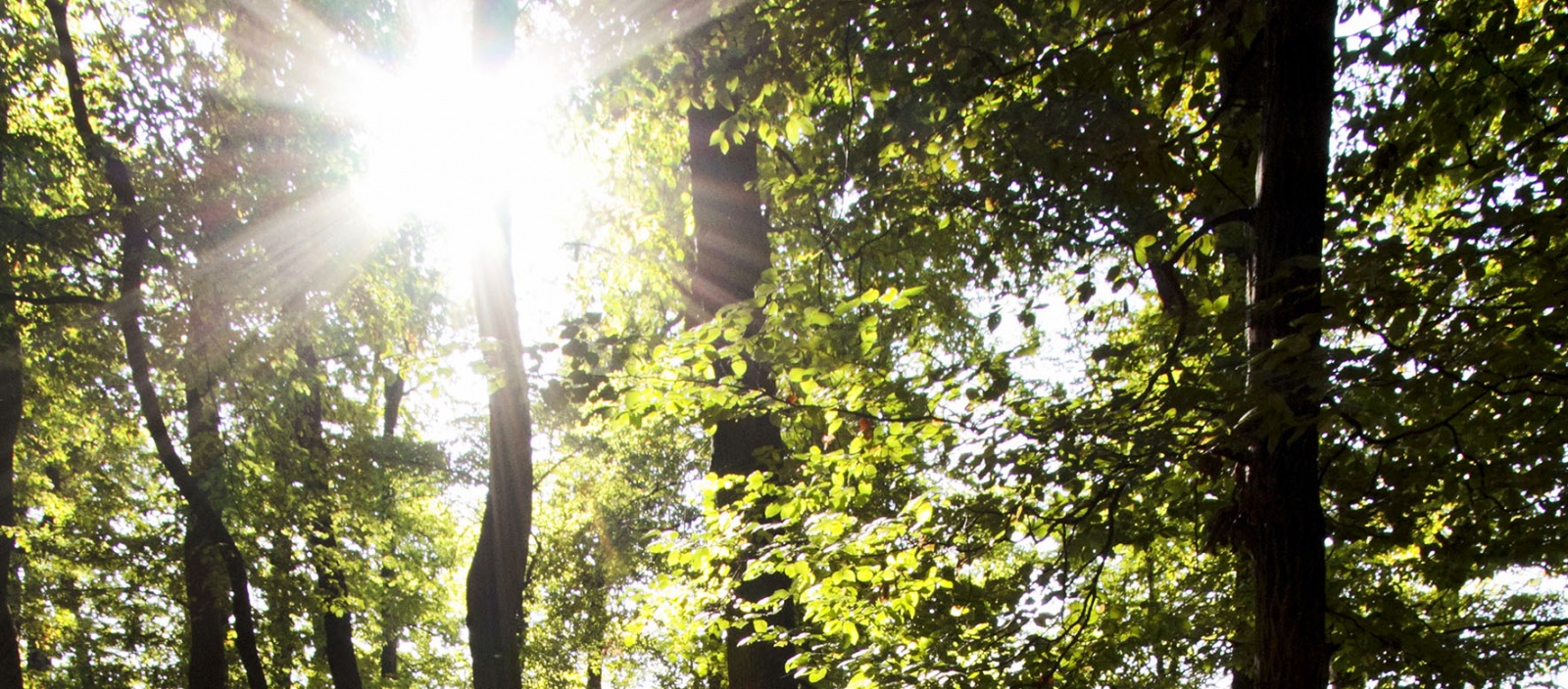 Photo illustrant la vague de chaleur avec un rayon de soleil dans une forêt