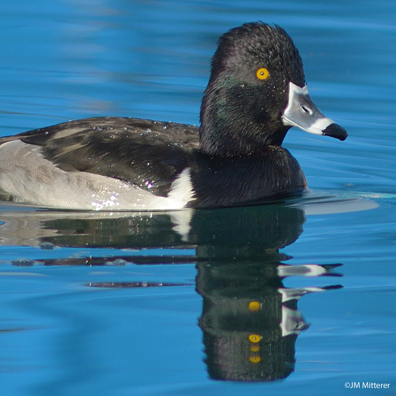 Le fuligule à bec cerclé, oiseau rare qui a traversé l'Atlantique,  est un exemple des surprises que réserve le Léman genevois