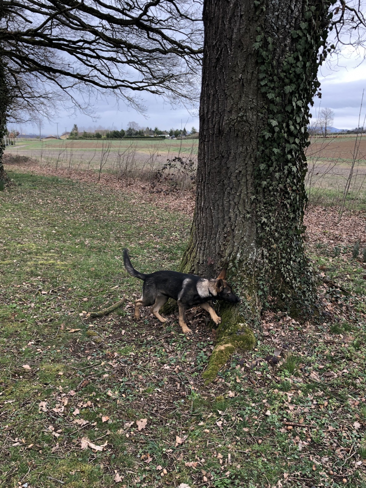 Nox au pie d'un arbre