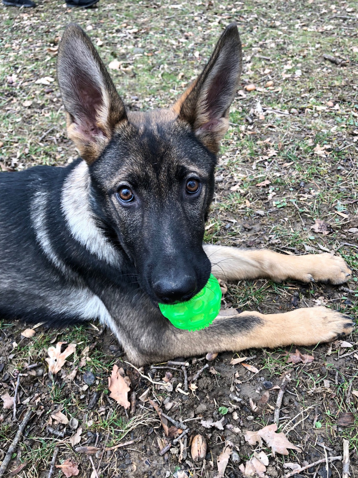 Nox avec une balle de tennis dans la gueule