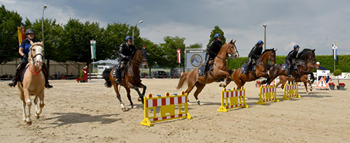 championnat saut d'obstacles