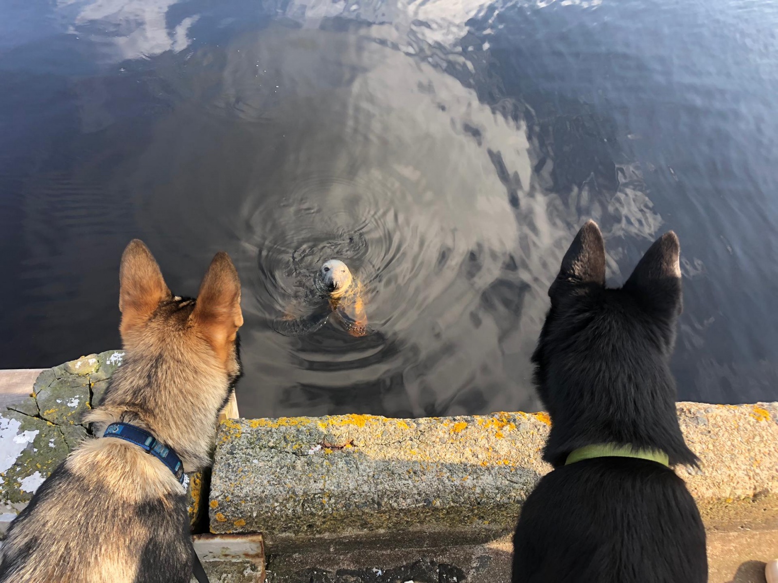 Nox et Kaès rencontrent un phoque