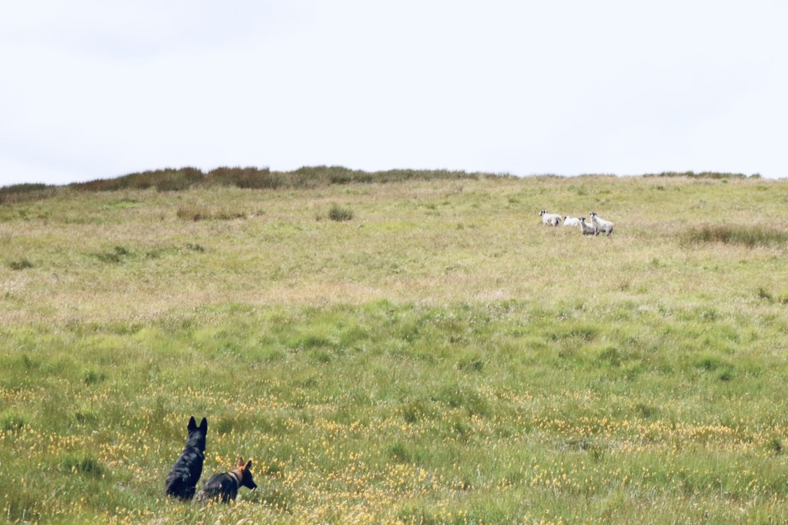 Nox et Kaès observent les moutons de loin