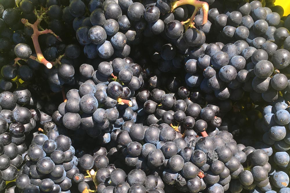 Grappes de Raisin du Domaine de la République et Canton de Genève