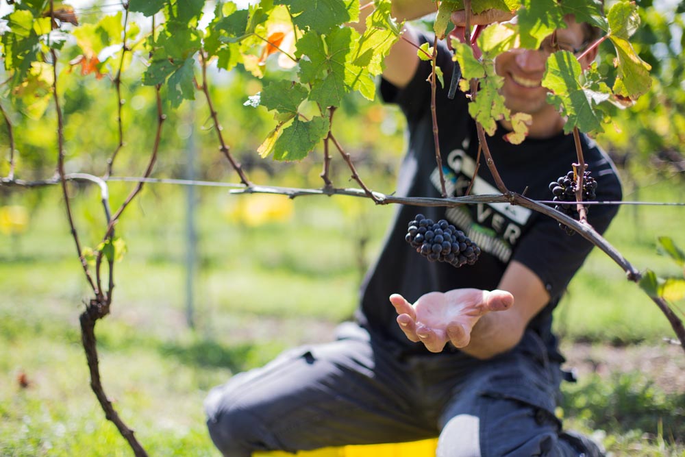 Vendanges 2017