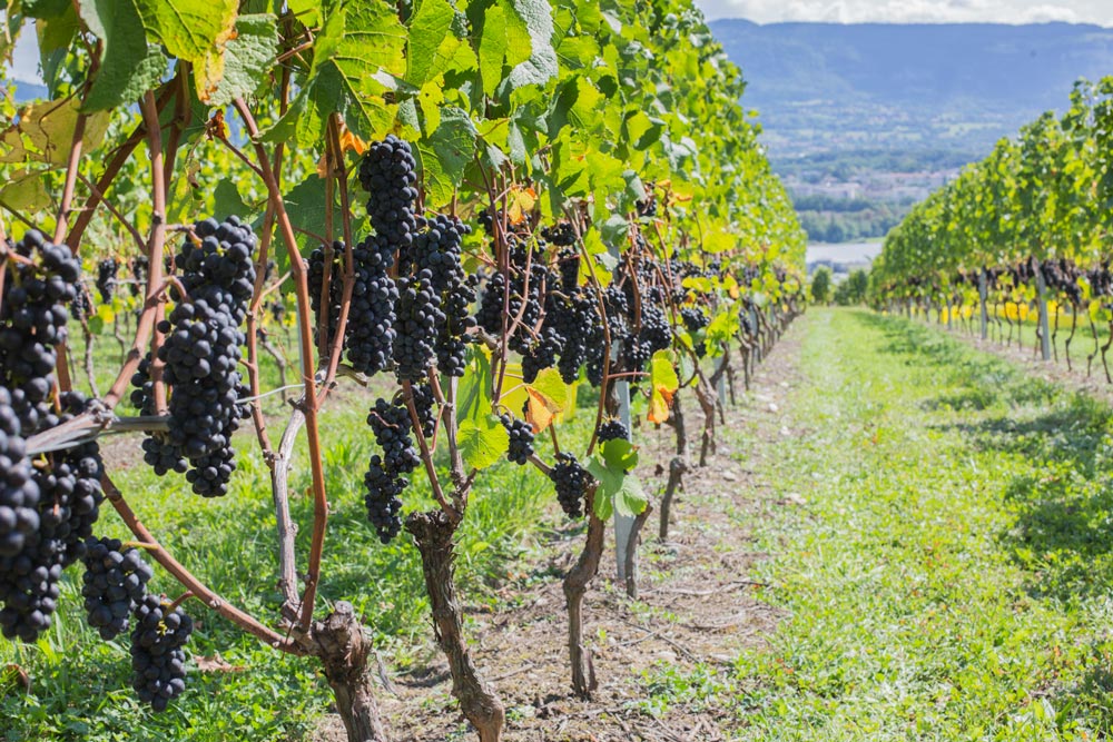 Vignoble du Domaine de la République et Canton de Genève