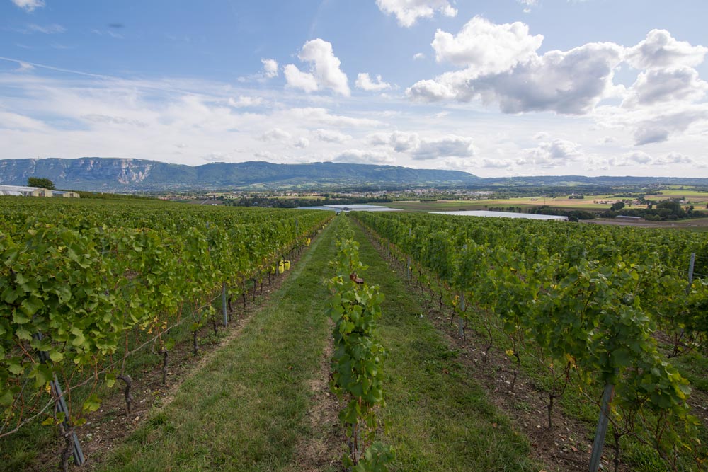 Vignoble du Domaine de la République et Canton de Genève