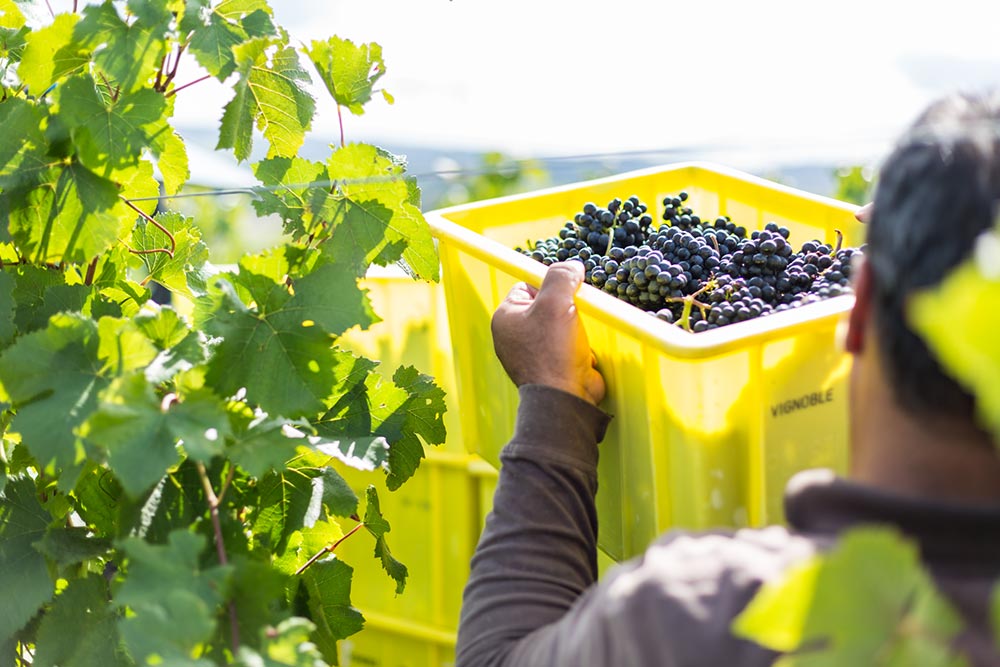 Vendanges 2017