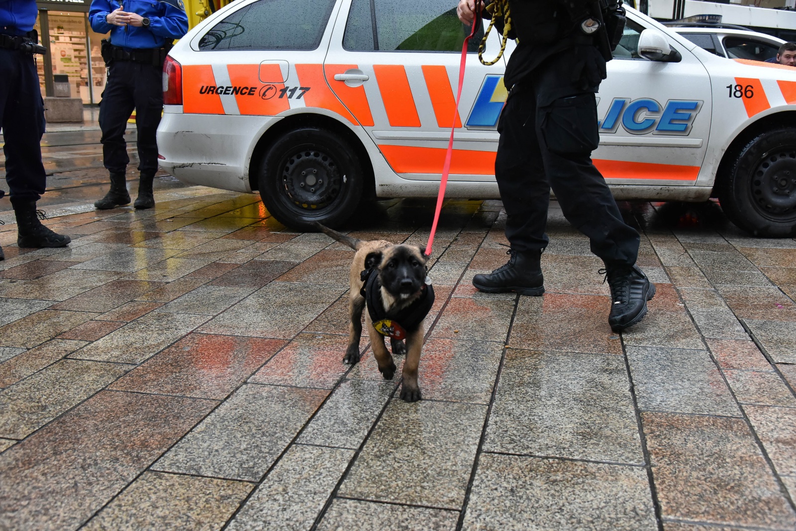 Chiot au centre-ville