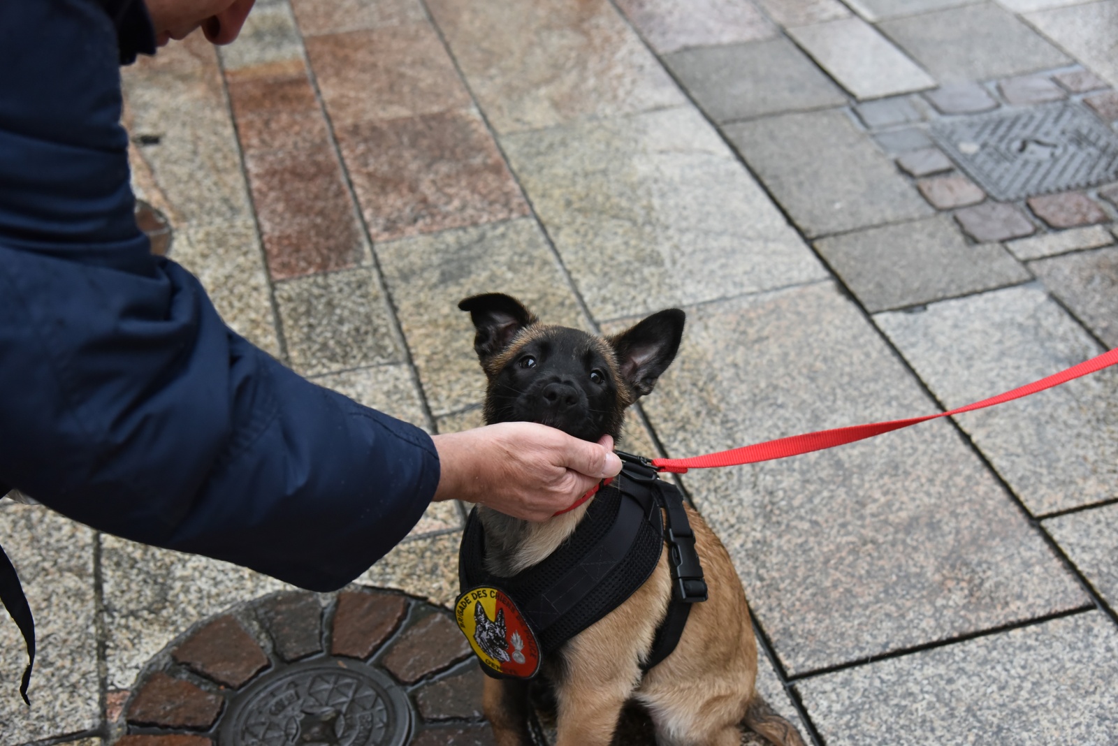 Chiot au centre ville 