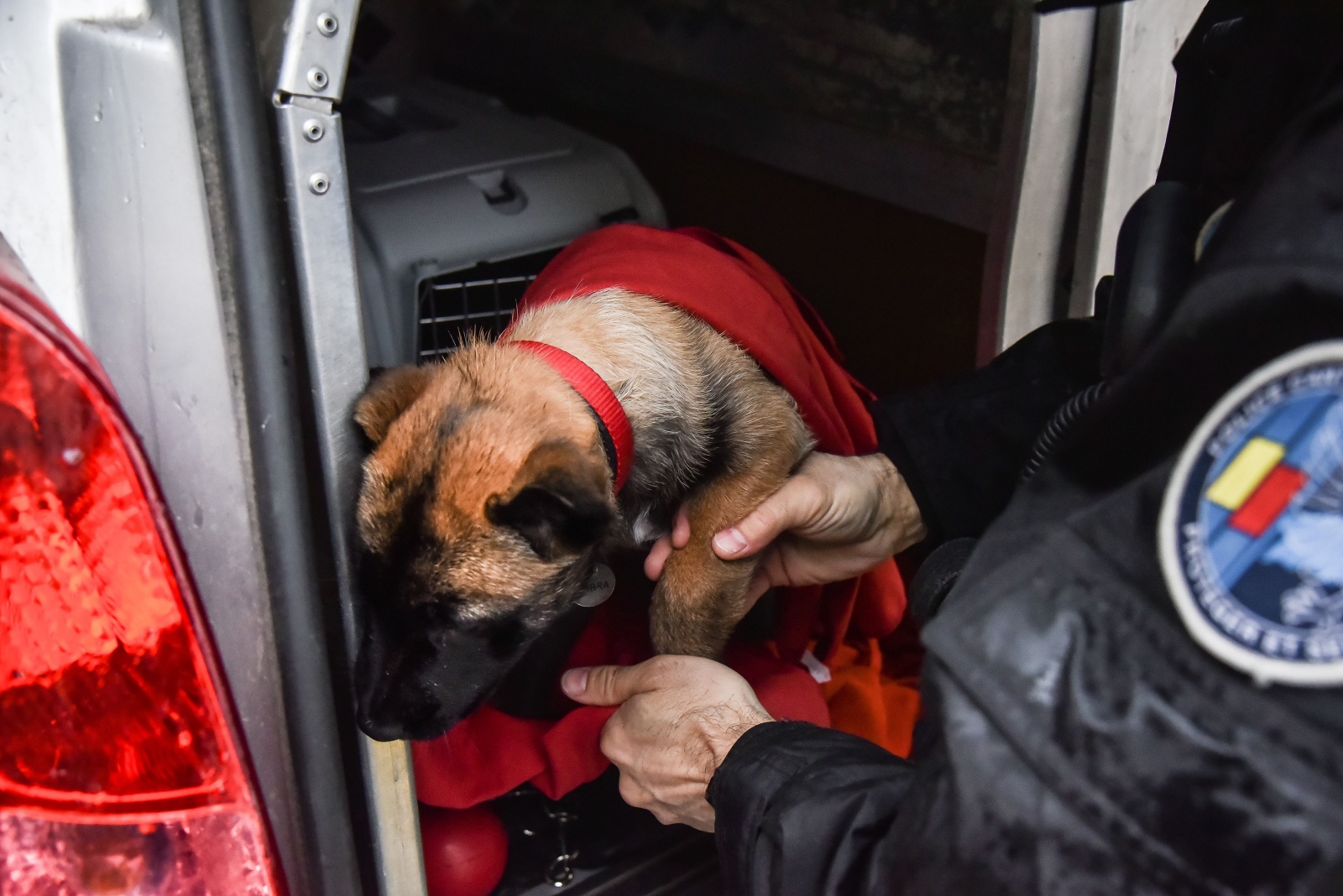 chiot dans voiture