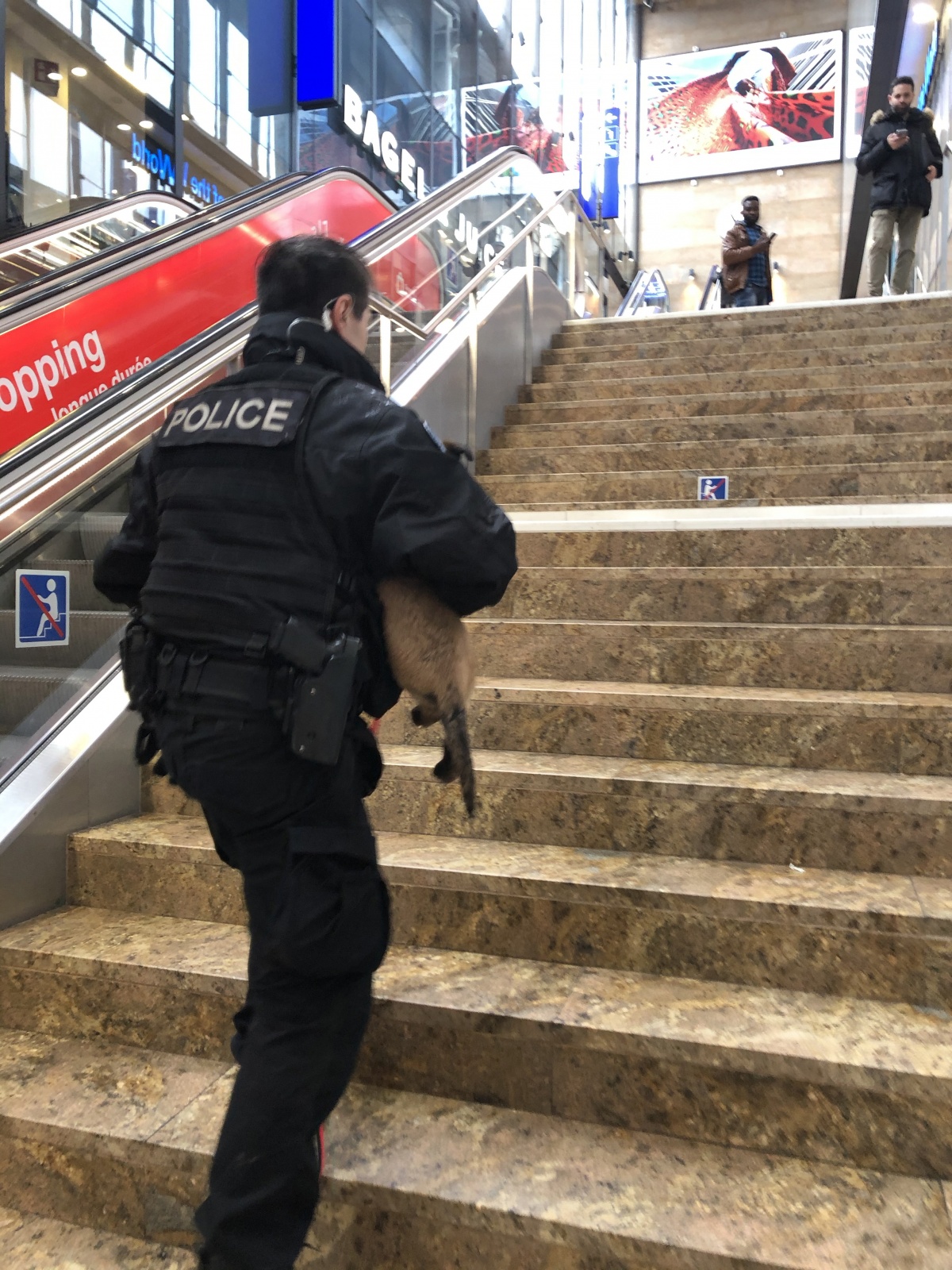 chiot à la gare Cornavin