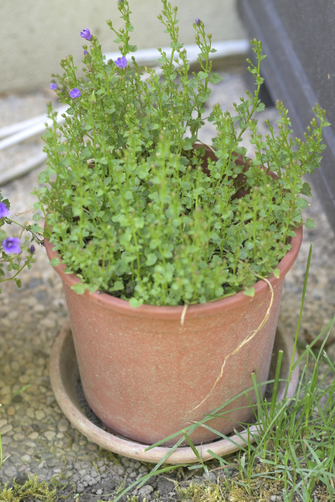 vider les coupelles de pot de fleur