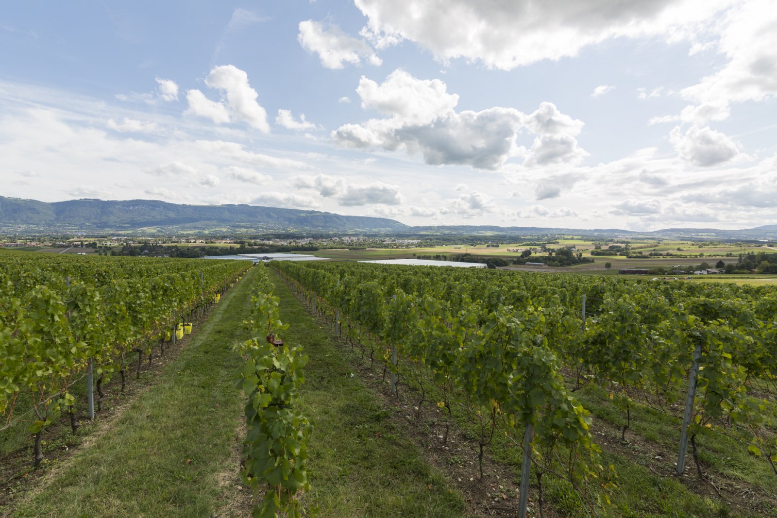 Vignoble de la République et Canton de Genève
