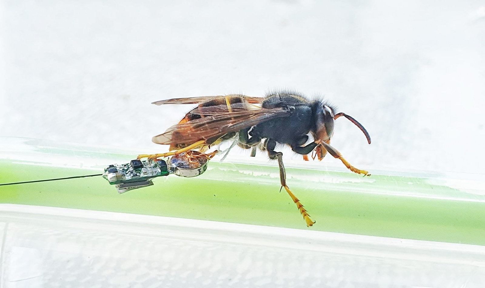 frelon asiatique avec un émetteur