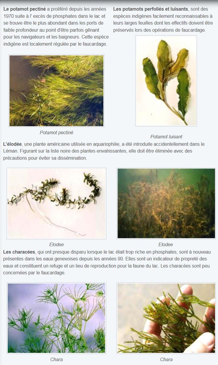 Espèces de plantes aquatiques