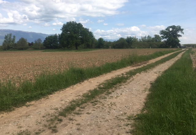 Chemin de randonnée pédestre