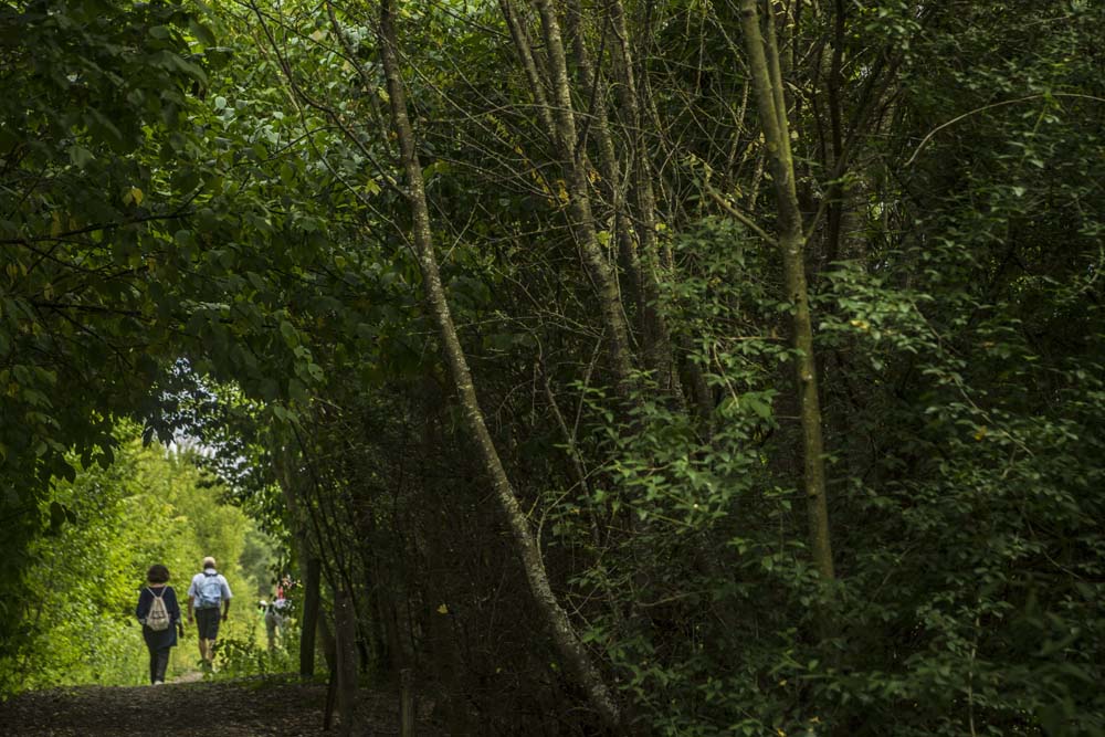 Chemin de randonnée pédestre