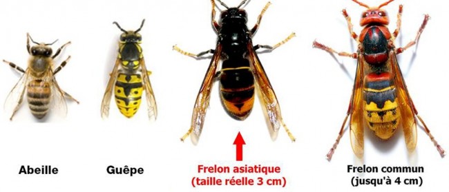 Frelon asiatique et autres hyménoptères