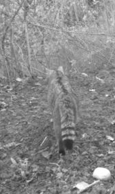 chat sylvestre avec sa queue touffue