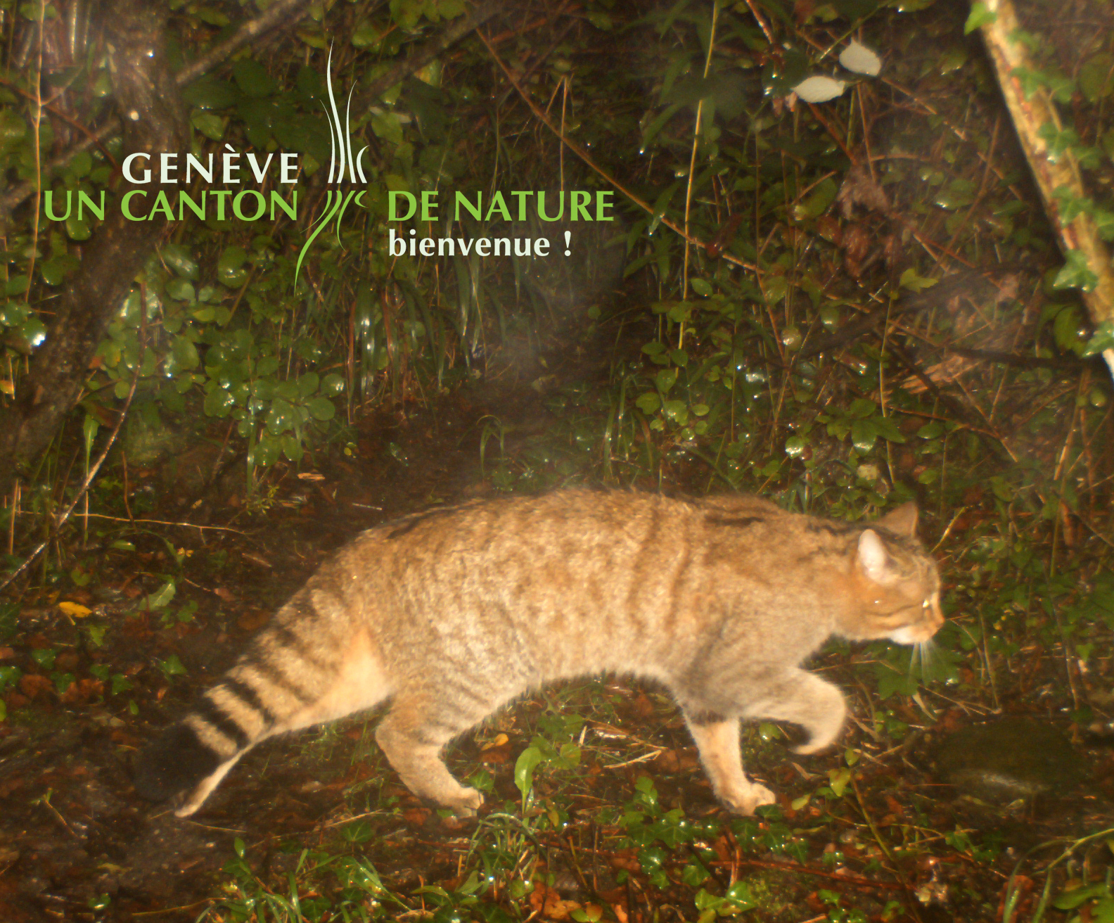 Chat sauvage dans un forêt genevoise