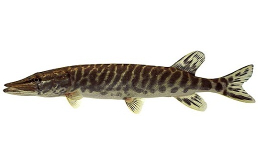 Le Brochet