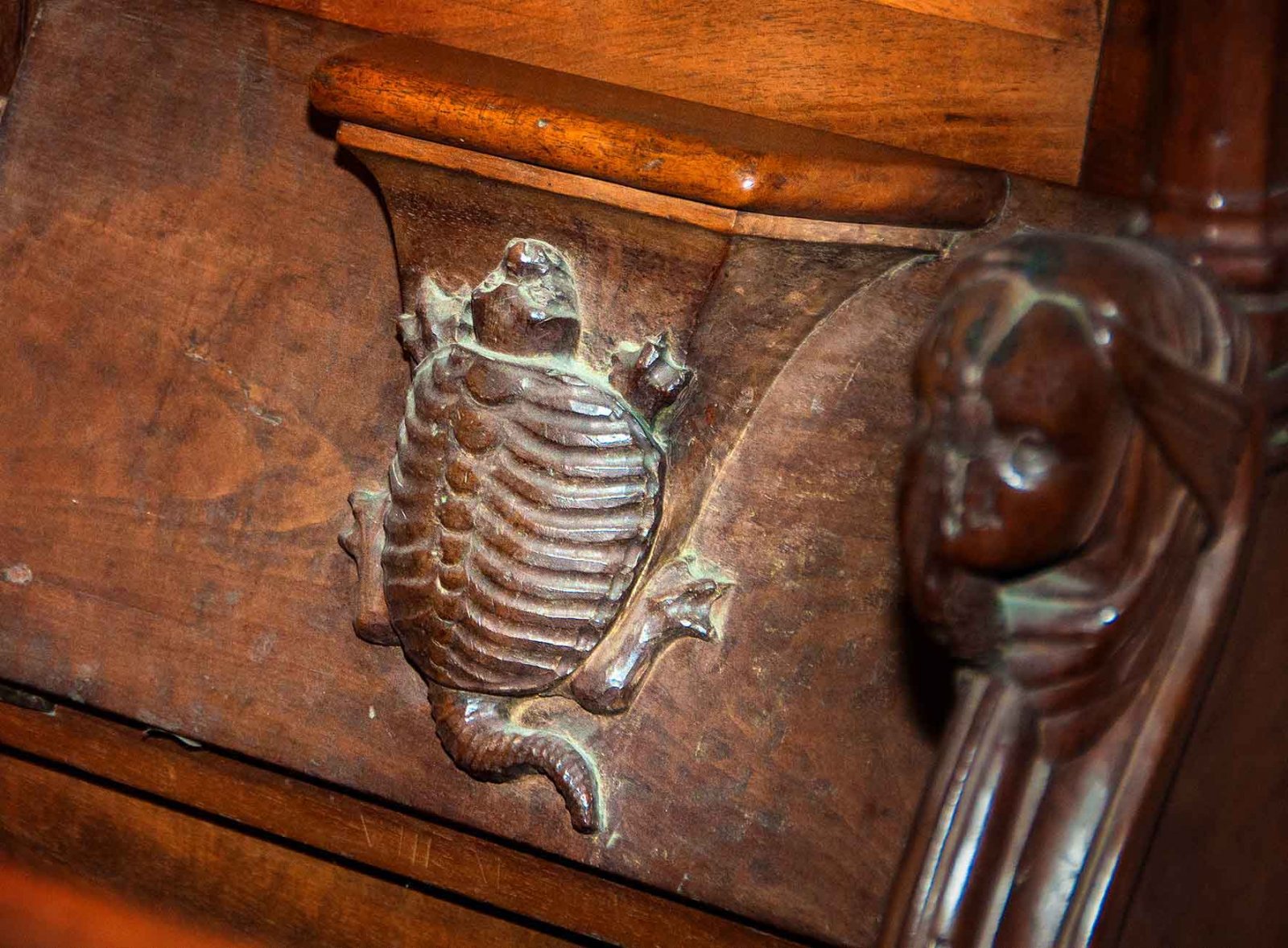 Une cistude sculptée sur une stalle de la  Cathédrale St Pierre, illustrant la présence  ancestrale de cet animal dans notre région