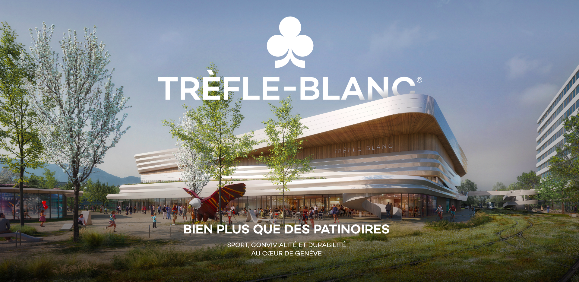 Trèfle blanc, bien plus que des patinoires