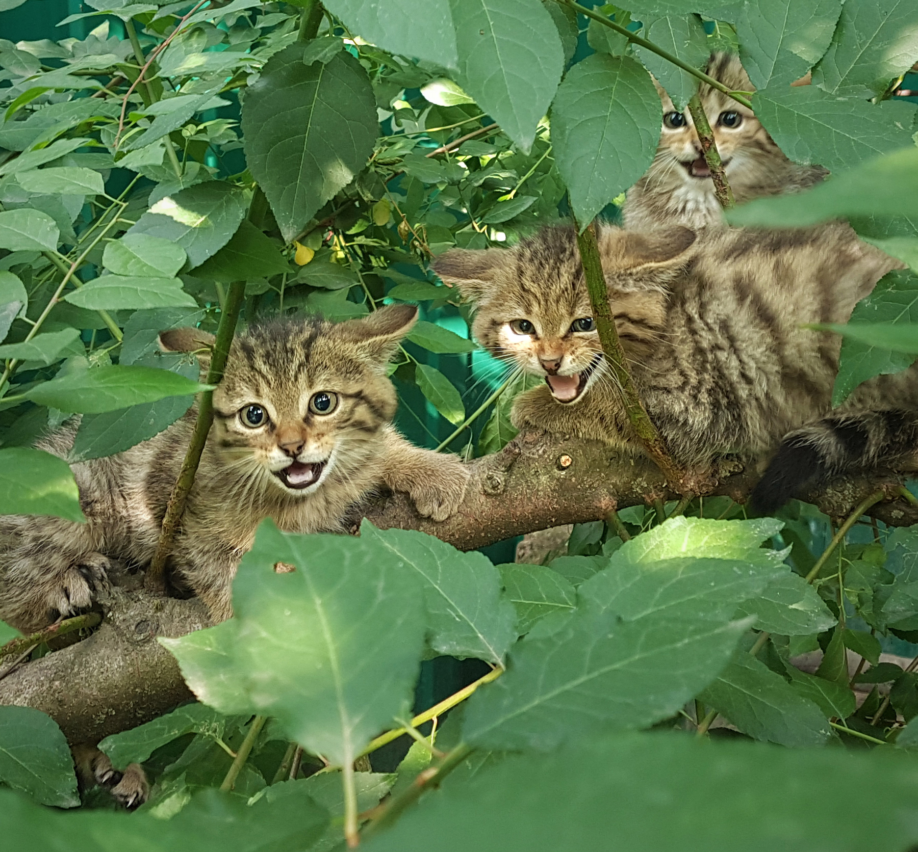 Les trois chatons sauvages après un mois de soins.