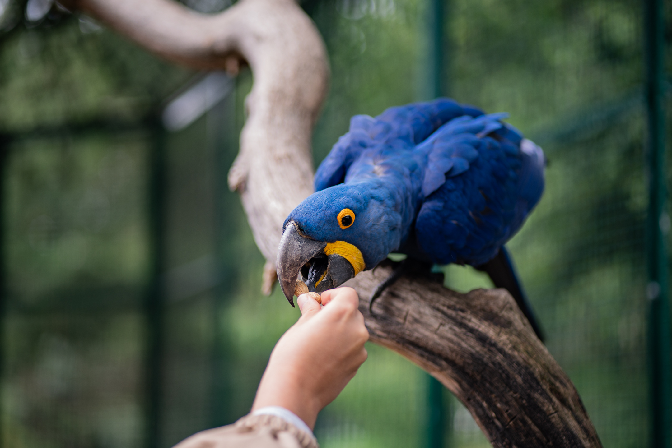 Animaux du Bioparc