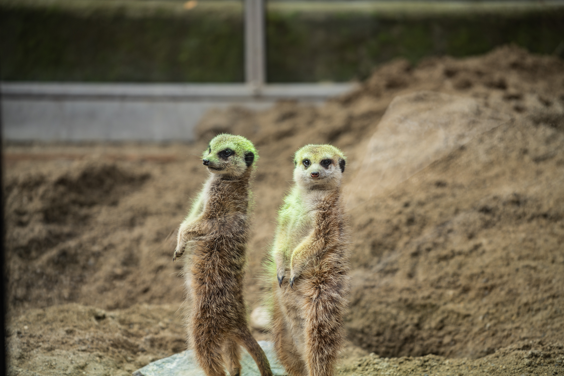 Animaux du Bioparc