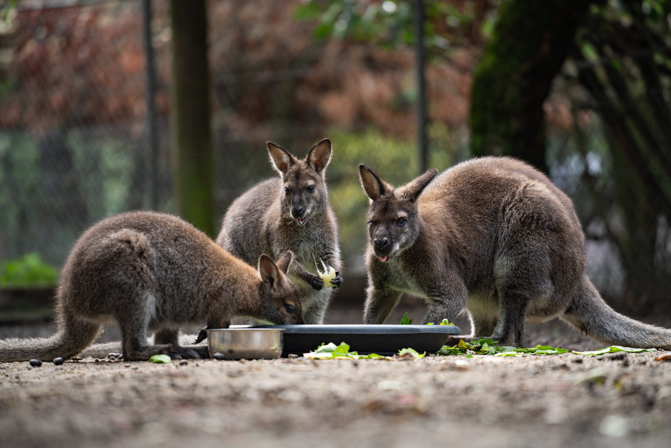 Animaux du Bioparc