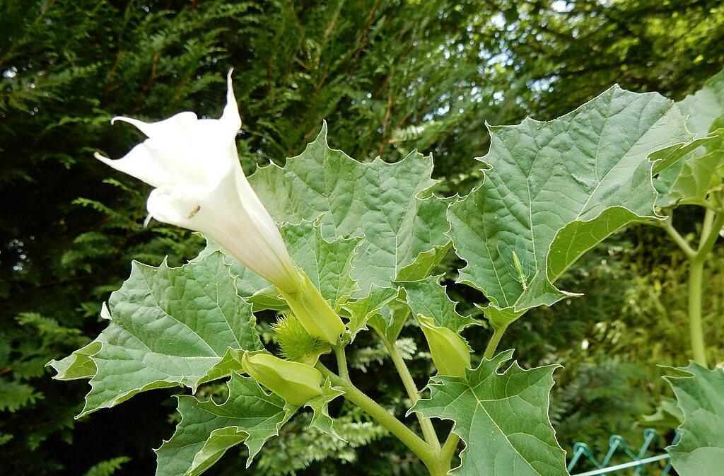 Datura stramonium