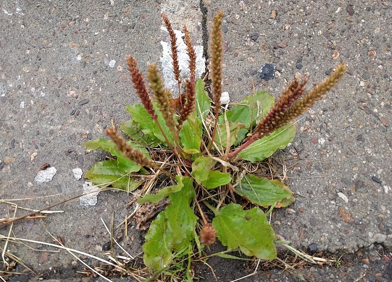 Plantago