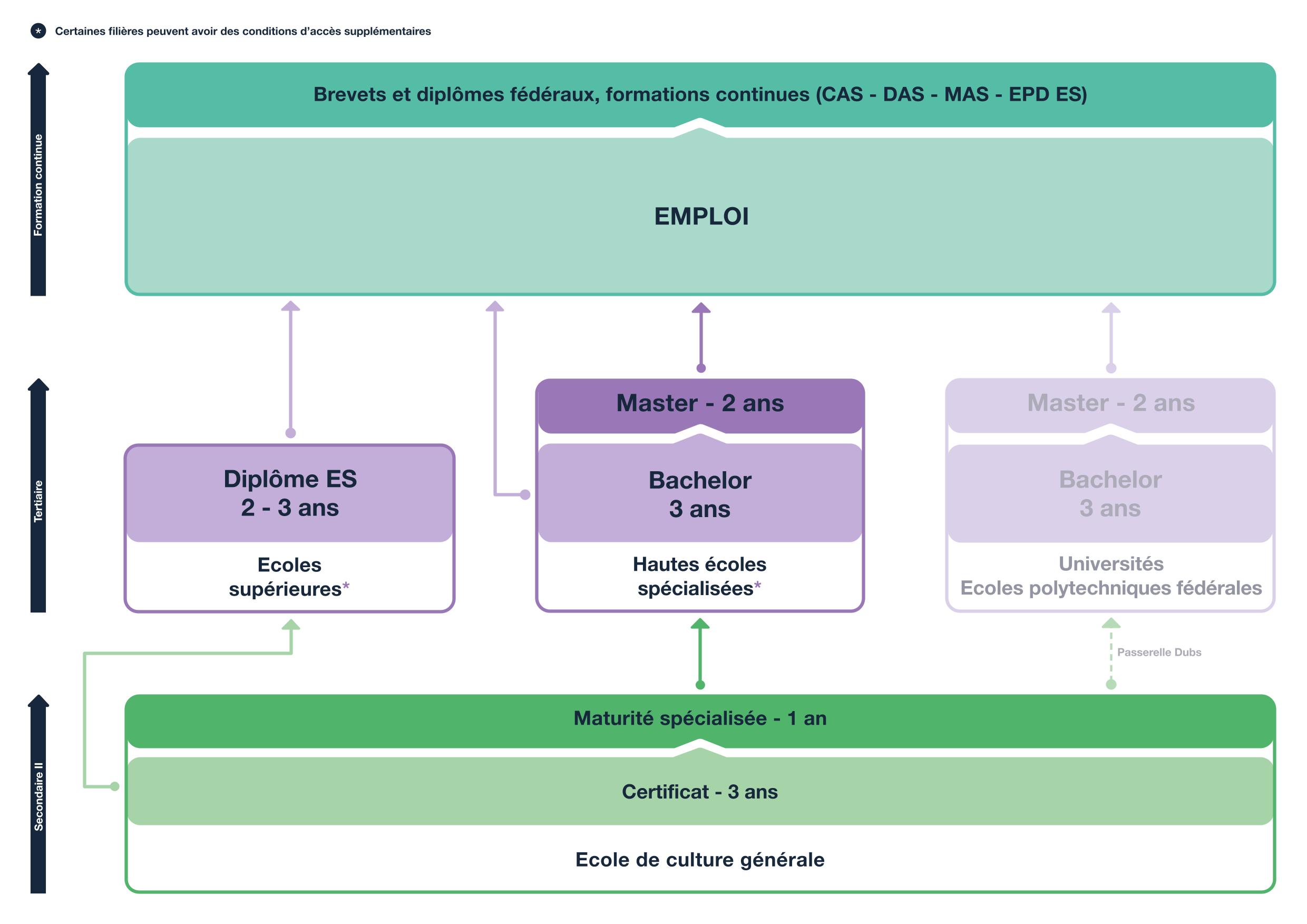 schéma des voies de formation après l'ecg