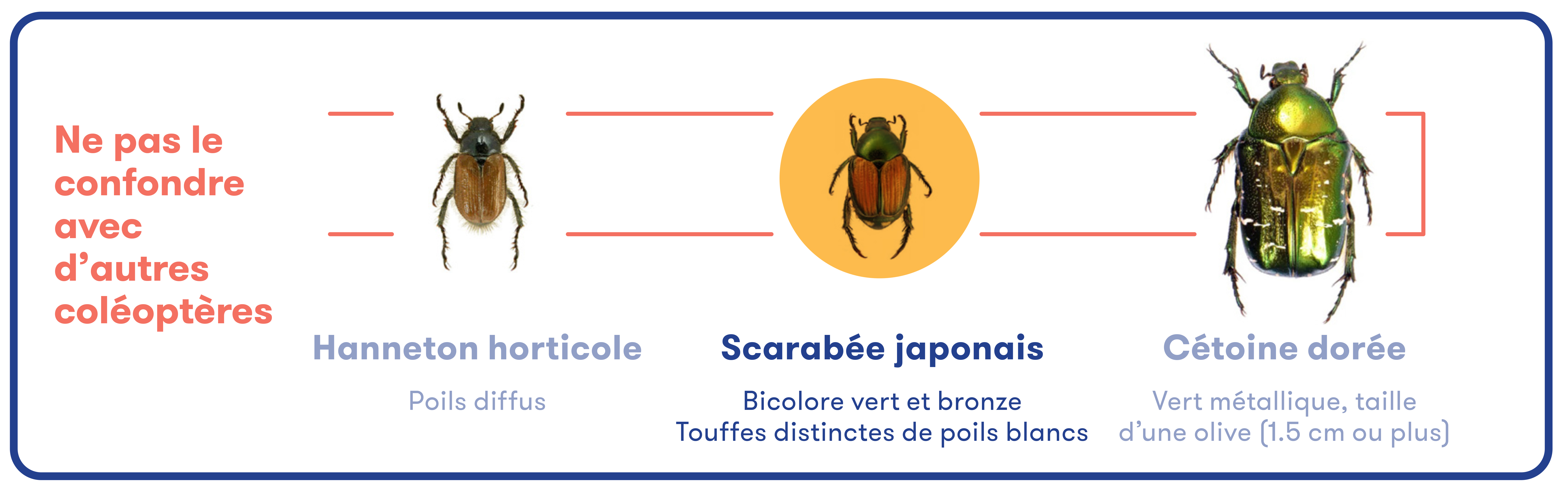 Image scarabée japonais