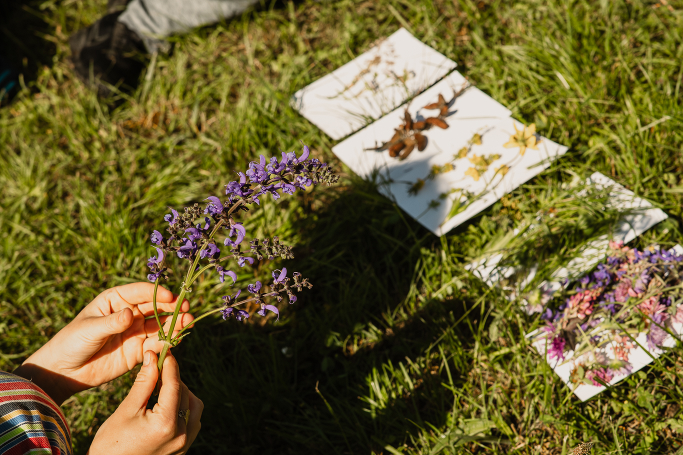 Récolte de fleurs lors de l'atelier Marche et cueillette - photo Nolwenn Pernin