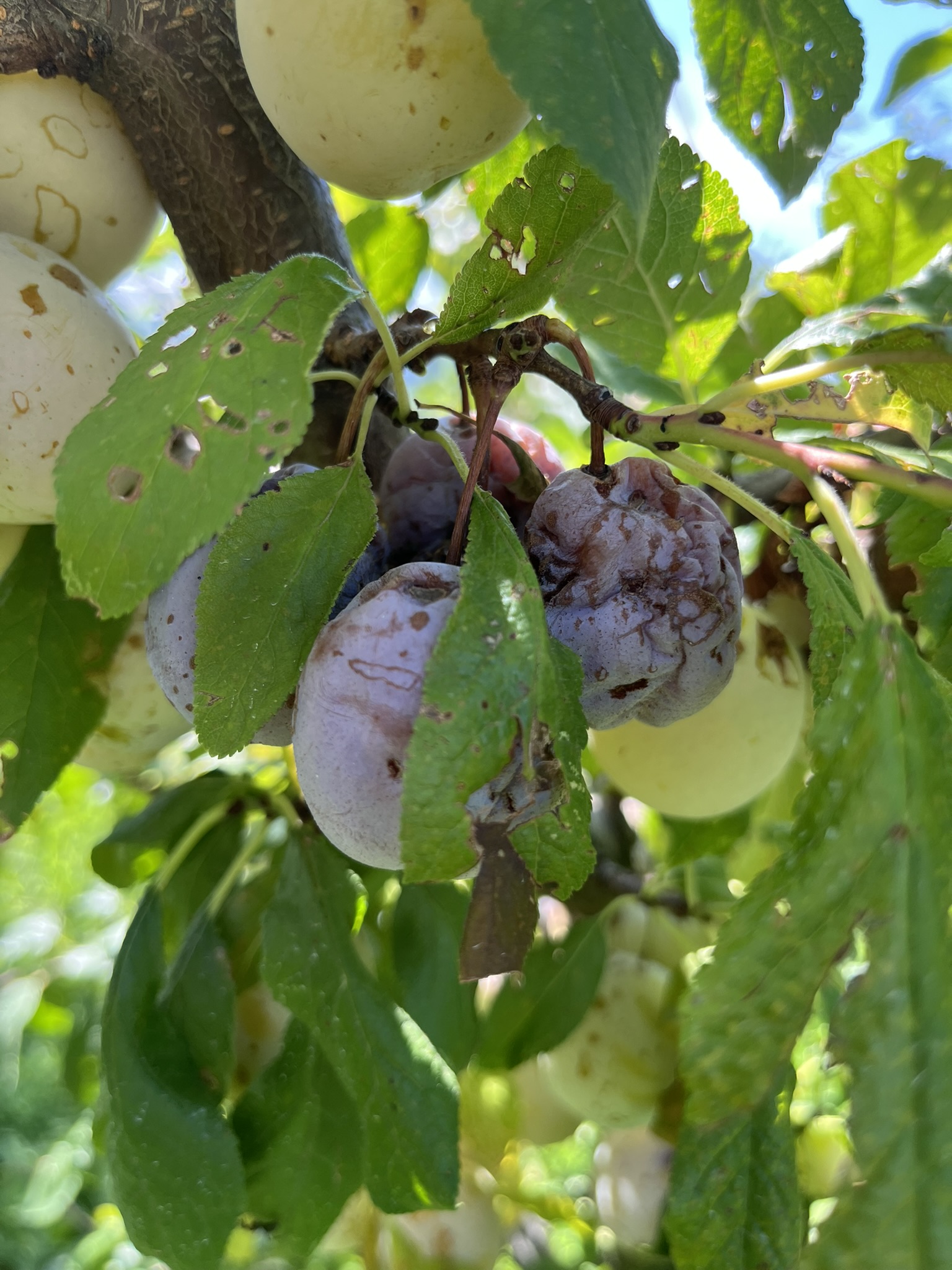 dégâts_arbre_fruitier1_©Agroscope