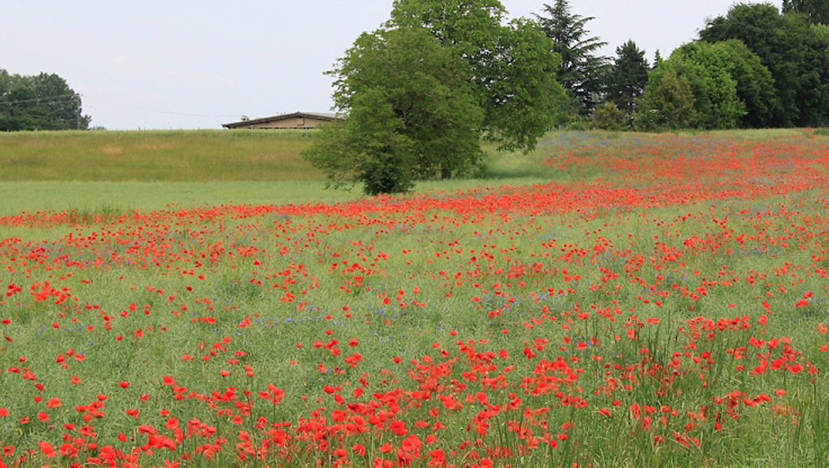 Champ de coquelicots – Protection de la biodiversité