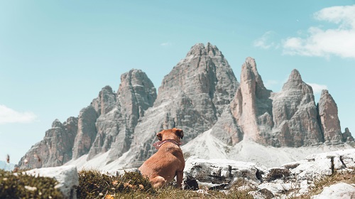 Chien en pleine nature