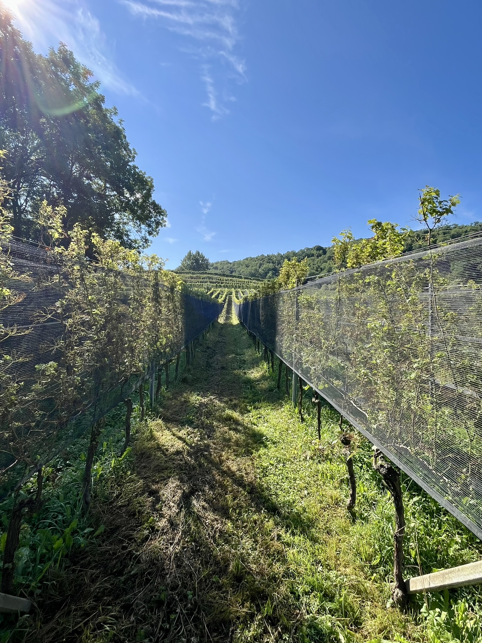 dégâts_vigne2_©Agroscope