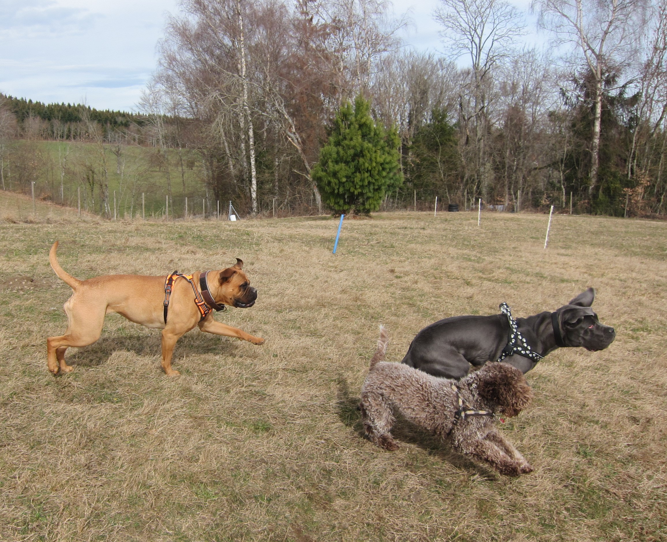 Exemple de races interdites à Genève: Bull Mastiff et Cane Corso