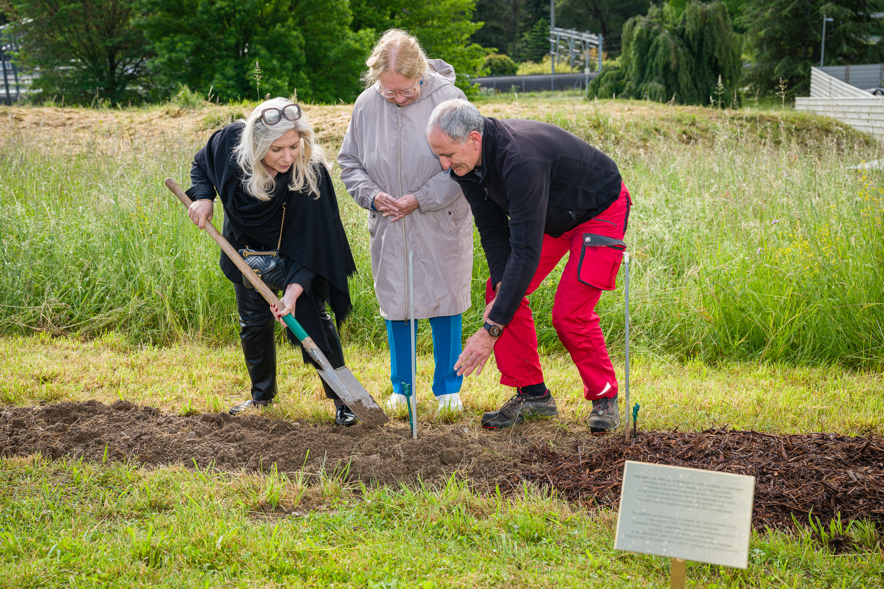 Plantation des vignes