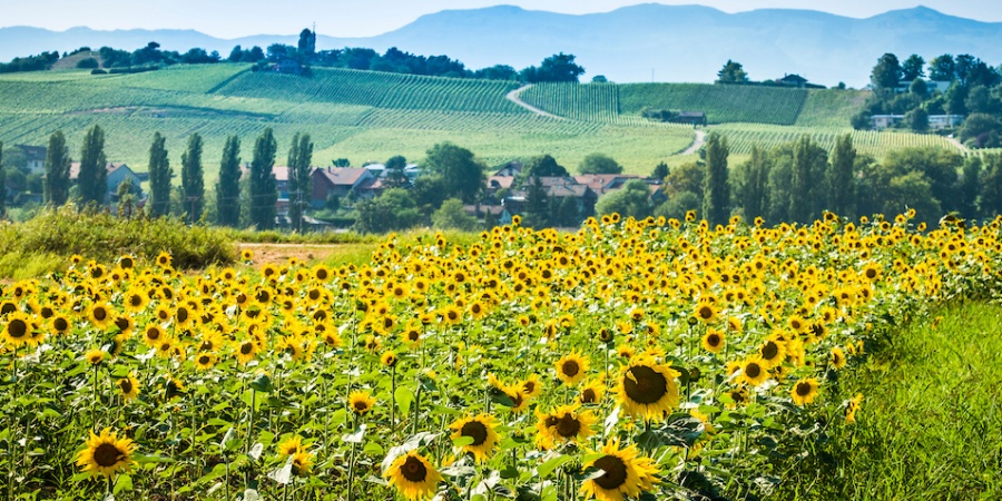 champs tournesol durable