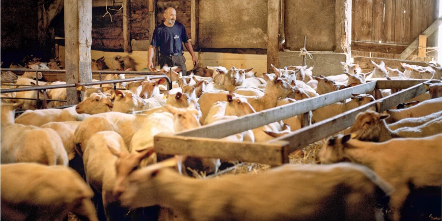 Une exploitation élevant des moutons