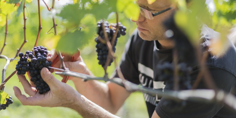 Vendanges