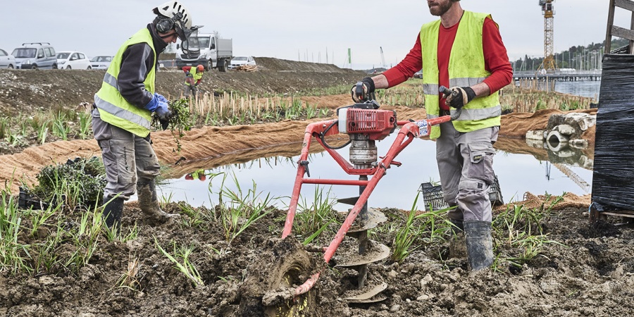 Chantier de la Plage Publique des Eaux-Vives, avril 2019. ©Serge Fruehauf La roselière de la Plage publique des Eaux-Vives